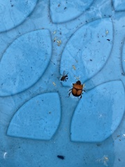 Bolbocerosoma bruneri