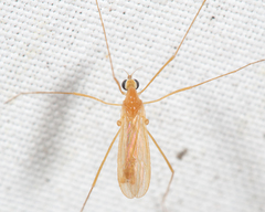 Erioptera