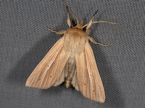 Smoky Wainscot