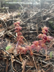 Corallorhiza striata