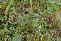 Hypoestes cumingiana