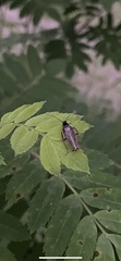 Ectobius sylvestris
