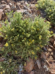 Ivesia shockleyi