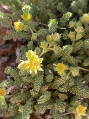 Ivesia shockleyi