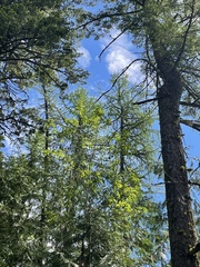 Larix occidentalis