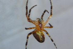 Araneus diadematus