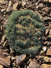 Podistera nevadensis