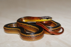 Erythrolamprus melanotus lamari