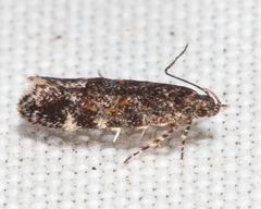Glauce pectenalaeella