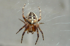 Araneus diadematus
