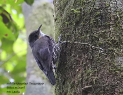 Cormobates leucophaea minor
