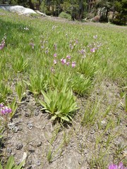 Primula jeffreyi