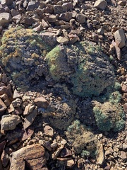 Podistera nevadensis