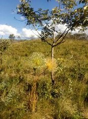 Paepalanthus