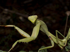 Rhombodera kirbyi