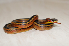 Erythrolamprus melanotus lamari