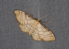 Idaea fuscovenosa