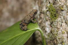 Engystomops pustulosus