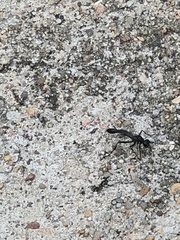 Eremnophila aureonotata
