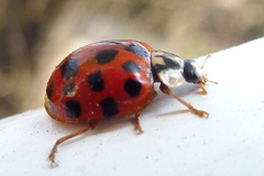 Harmonia axyridis