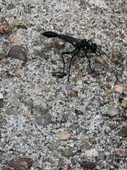 Eremnophila aureonotata
