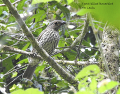 Scenopoeetes dentirostris