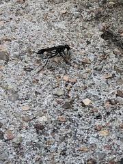 Eremnophila aureonotata