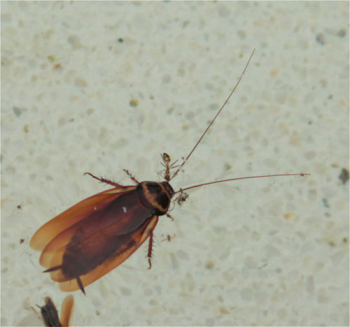 Photo of Australian Cockroach (Validiblatta australasiae)