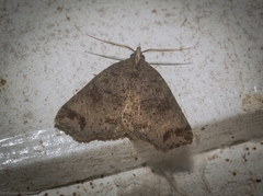 Lithilaria proestans