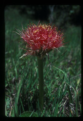 Scadoxus multiflorus