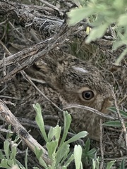 Sylvilagus idahoensis