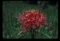 Scadoxus multiflorus