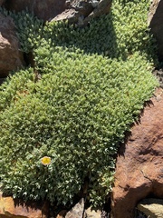 Podistera nevadensis