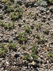 Podistera nevadensis