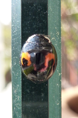 Harmonia axyridis
