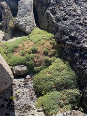 Podistera nevadensis