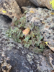 Aquilegia pubescens
