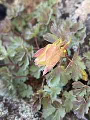 Aquilegia pubescens
