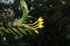 Maxillaria miniata