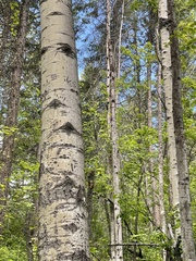 Populus tremuloides