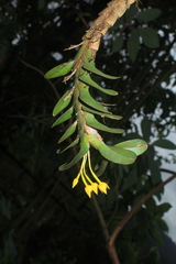 Maxillaria miniata