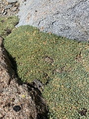 Podistera nevadensis