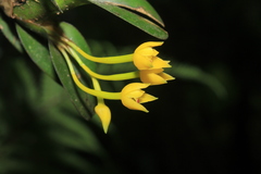 Maxillaria miniata