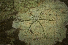 Tamopsis tweedensis