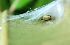 Nigma puella