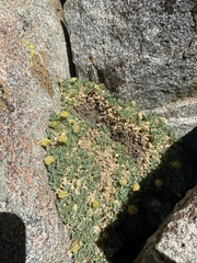 Podistera nevadensis