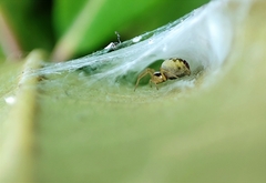 Nigma puella