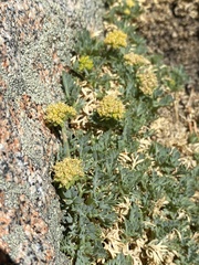 Podistera nevadensis