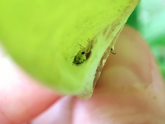 Nigma puella
