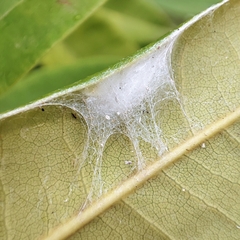 Nigma puella